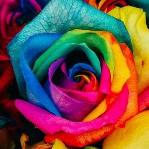 Meet your Posher, Alexus